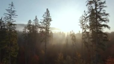 Dağların tepesinden, kozalaklı ormanlara ve sabah sislerine bak. Gizemli sonbahar dağ manzarası.