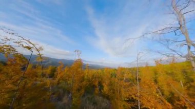 Gün doğumunda dağların yamaçlarında parlak bir sonbahar ormanının havadan görünüşü. Sonbaharda Karpat Dağları 'nın renkli manzarası. Ağaçların dallarına yakın uçuyor