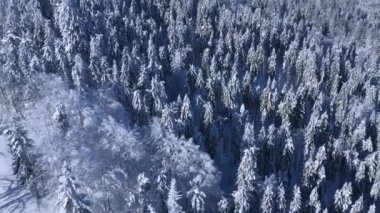 Dağların yamaçlarındaki karla kaplı muhteşem bir ormanın üzerinden uçmak