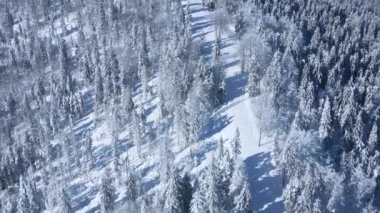 Dağların yamaçlarındaki karla kaplı muhteşem bir ormanın üzerinden uçmak