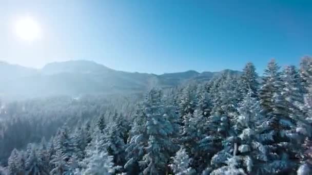 Dağların yamaçlarında karla kaplı muhteşem bir ormanın üzerinde uçmak, arka planda kayalık dağlar. Tatra Dağları, Zakopane, Polonya — Stok video