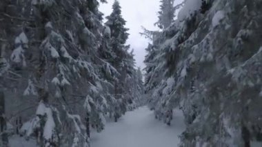 Ağaç dallarına yakın muhteşem bir kış manzarasının havadan görünüşü. Kar yağışı sırasında karla kaplı ağaçlar arasında hızlı bir uçuş. Ukrayna, Karpat Dağları. FPV insansız hava aracı ile çekildi.