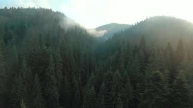 Kozalaklı ormanlarla kaplı dağların üzerinden uçmak. Güzel dağ manzaralı hava manzarası