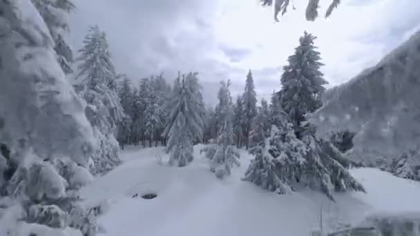 Вид с воздуха на сказочный зимний горный пейзаж рядом с ветвями деревьев. Быстрый плавный полет между заснеженными деревьями. Украина, Карпаты. Съемки на беспилотнике FPV. — стоковое видео