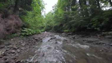 Yoğun bir ormanın içinde, suya yakın bir dağ nehrinin üzerinden pürüzsüz, hızlı bir uçuş. Mistik dağ manzarası. FPV insansız hava aracı ile çekildi.