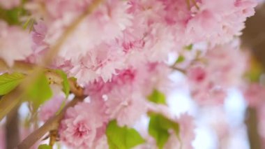 Çiçek açan Japon kirazı ya da sakura rüzgarda sallanıyor açık bir gökyüzünün arka planında