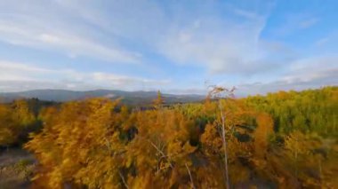 Gün doğumunda dağların yamaçlarında parlak bir sonbahar ormanının havadan görünüşü. Sonbaharda Karpat Dağları 'nın renkli manzarası. Ağaçların dallarına yakın uçuyor