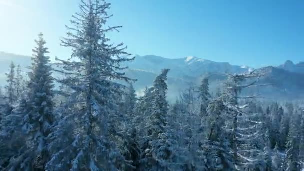 Vlucht over een prachtig besneeuwd bos op de hellingen van de bergen, rotsachtige bergen op de achtergrond. Tatra Mountains, Zakopane, Polen — Stockvideo