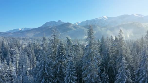 Let nad pohádkovým zasněženým lesem na svazích hor, skalnaté hory v pozadí. Tatry, Zakopane, Polsko — Stock video