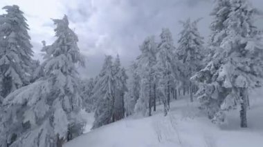 Ağaç dallarına yakın muhteşem bir kış manzarasının havadan görünüşü. Karla kaplı ağaçlar arasında hızlı manevra yapılabilir uçuş. Ukrayna, Karpat Dağları. FPV insansız hava aracı ile çekildi.