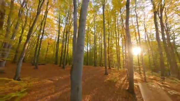 Gün batımında muhteşem bir sonbahar ormanında ağaçlar arasında yumuşak bir uçuş. FPV insansız hava aracı ile çekildi — Stok video