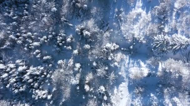 Ovanifrån av en fantastisk vinterskog i klar solig dag. Ukraina, Karpaterna — Stockvideo