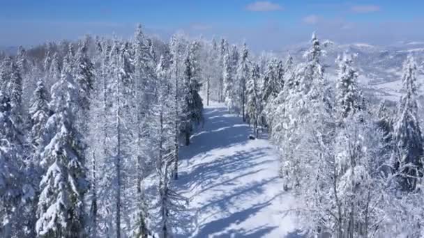 素晴らしい冬の森の中のパス上の空中ビュー。ウクライナ、カルパチア山脈 — ストック動画