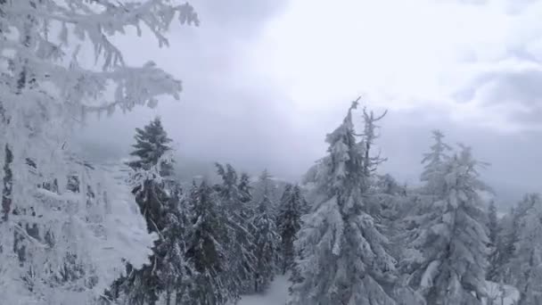 Légi kilátás egy mesés téli hegyi táj közel faágak. Gyors manőverezhető repülés hófákkal borított fák között. Ukrajna, Kárpátok. FPV drónnal filmezve. — Stock videók