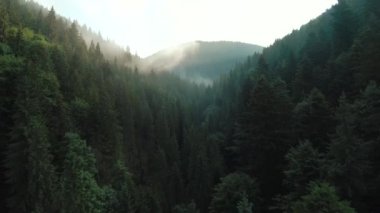 Kozalaklı ormanlarla kaplı dağların üzerinden uçmak. Sis ve güneş ağaçların üzerinde. Güzel dağ manzaralı hava manzarası