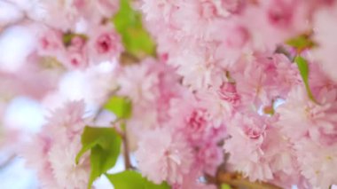 Çiçek açan Japon kirazı ya da sakura rüzgarda sallanıyor açık bir gökyüzünün arka planında