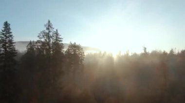 Dağların tepesinden, kozalaklı ormanlara ve sabah sislerine bak. Gizemli sonbahar dağ manzarası. FPV insansız hava aracı ile çekildi