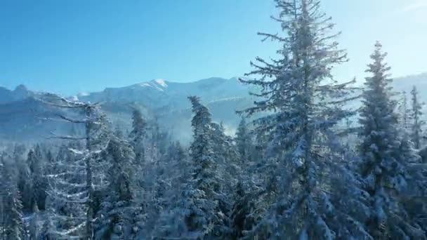 Flight over a fabulous snow-covered forest on the slopes of the mountains, rocky mountains in the background. Tatra Mountains, Zakopane, Poland — Wideo stockowe
