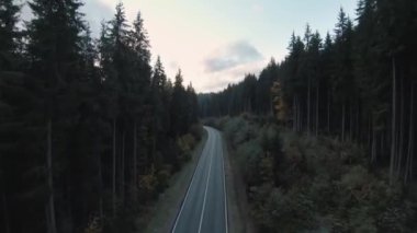 Günbatımında gizemli sonbahar manzarası. Dev köknar ağaçlarının arasında uçarken.
