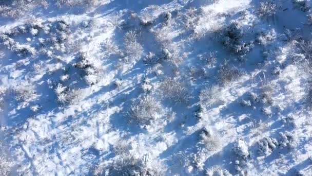Top kilátás egy mesés téli táj fák tiszta napos nap. — Stock videók
