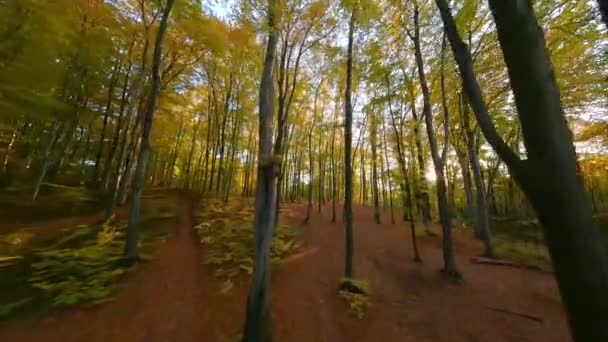 夕阳西下,在美丽的秋天森林里,在树与树之间平稳地飞翔.在FPV无人机上拍摄 — 图库视频影像