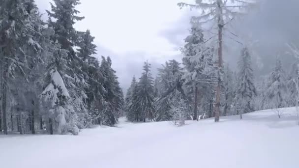 Vista aérea de uma fabulosa paisagem de montanha de inverno perto de galhos de árvores. Voo suave entre árvores cobertas de neve. Ucrânia, Montanhas Cárpatas. Filmado em drone FPV. — Vídeo de Stock