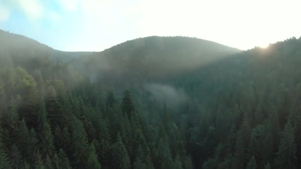 Політ над горами вкритий хвойними лісами. Туман піднімається над схилами гір під час сходу сонця — стокове відео