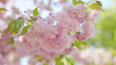 Çiçek açan Japon kirazı ya da sakura rüzgarda sallanıyor açık bir gökyüzünün arka planında