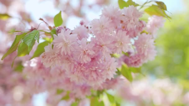 Floreciente cereza japonesa o sakura se balancean en el viento contra el telón de fondo de un cielo despejado — Vídeo de stock