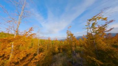 Gün doğumunda dağların yamaçlarında parlak bir sonbahar ormanının havadan görünüşü. Sonbaharda Karpat Dağları 'nın renkli manzarası. Ağaçların dallarına yakın uçuyor