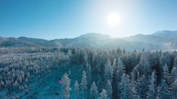 Survolez une fabuleuse forêt enneigée sur les pentes des montagnes, des montagnes rocheuses en arrière-plan. Montagnes Tatra, Zakopane, Pologne — Video