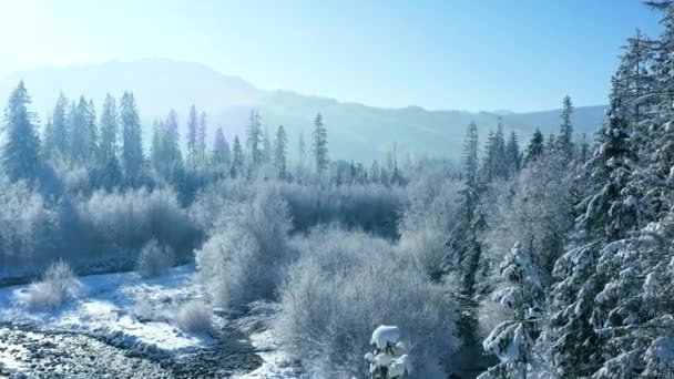 Winter in the mountains. Aerial view of the snow-covered coniferous forest on the slopes of the mountains and the river in the valley. Tatra Mountains, Zakopane, Poland — Stock Video