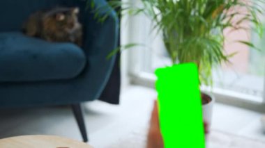Evde dikey modda yeşil ekranlı akıllı telefon kullanan bir kadın var. Kız internette geziniyor, içeriği izliyor, videolar izliyor. POV