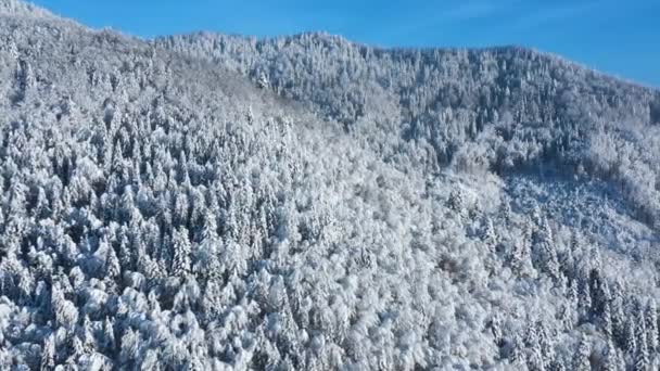 山の斜面に広がる素晴らしい雪に覆われた森の空の景色 — ストック動画