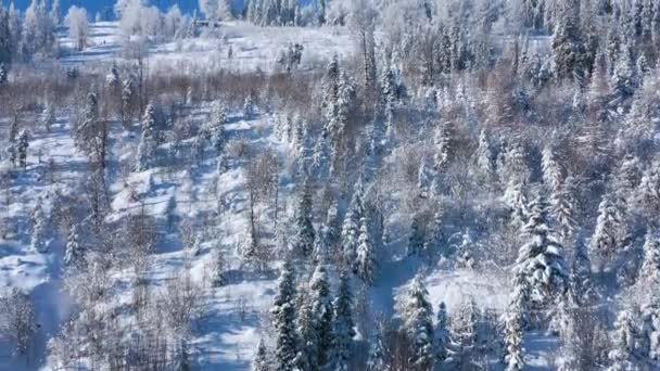 Subiendo por encima de un fabuloso bosque cubierto de nieve en las laderas de las montañas — Vídeos de Stock