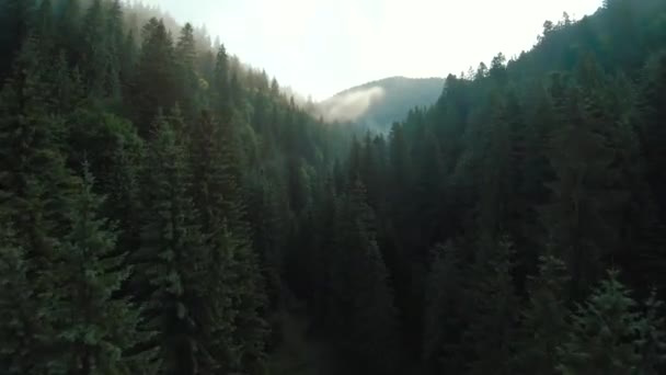 침엽수림으로 덮여 있는 산을 넘는 비행. 해 뜰 때 산비탈을 오르는 안개 — 비디오