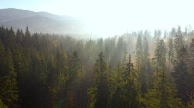 Gün doğumunda dağların yamaçlarında parlak bir sonbahar ormanının havadan görünüşü. Sonbaharda Karpatlar 'ın renkli manzarası.
