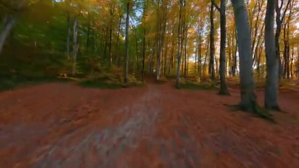 Un volo fluido tra gli alberi in una favolosa foresta autunnale al tramonto. Girato su drone FPV — Video Stock