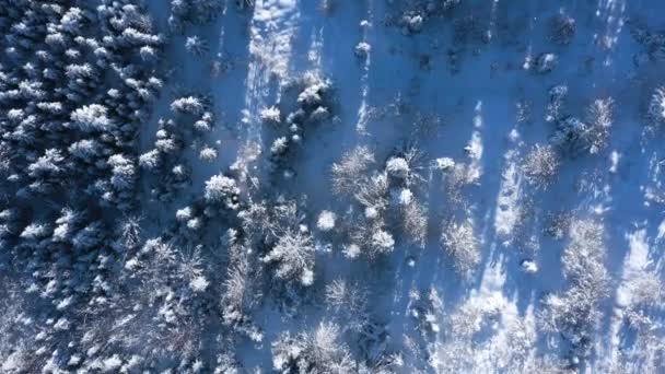 Вид сверху на сказочный зимний пейзаж с деревьями в ясный солнечный день. — стоковое видео