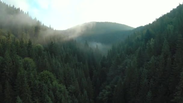 침엽수림으로 덮여 있는 산을 넘는 비행. 해 뜰 때 산비탈을 오르는 안개 — 비디오