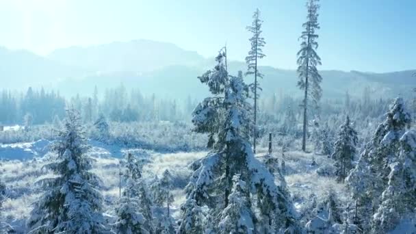 Vlucht over een prachtig besneeuwd bos op de hellingen van de bergen, rotsachtige bergen op de achtergrond. Tatra Mountains, Zakopane, Polen — Stockvideo