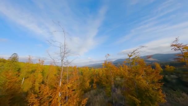 Vista aérea de uma floresta de outono brilhante nas encostas das montanhas ao nascer do sol. Panorama colorido das montanhas dos Cárpatos no outono. Voando perto dos galhos das árvores — Vídeo de Stock