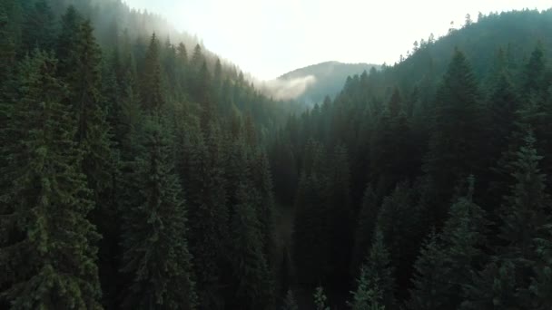 Volo sopra montagne coperte di foresta di conifere. Nebbia sorge sulle pendici della montagna all'alba — Video Stock