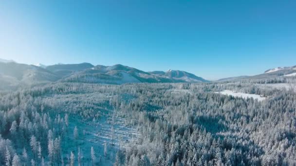 Survolez une fabuleuse forêt enneigée sur les pentes des montagnes, des montagnes rocheuses en arrière-plan. Montagnes Tatra, Zakopane, Pologne — Video