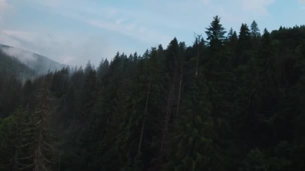 산의 높은 곳에서 침엽수림 과 아침 안개로 뒤덮인 광경을 바라본다. 음산 한 가을 풍경. — 비디오