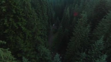 Dağların yamaçlarındaki yüksek çam ağaçlarının yukarıdan görünüşü. Mistik manzaranın üzerinde uçmak.