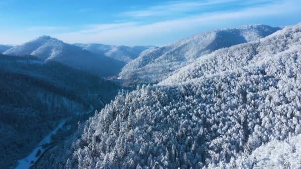 Letecký pohled na pohádkový zasněžený les na svazích hor — Stock video