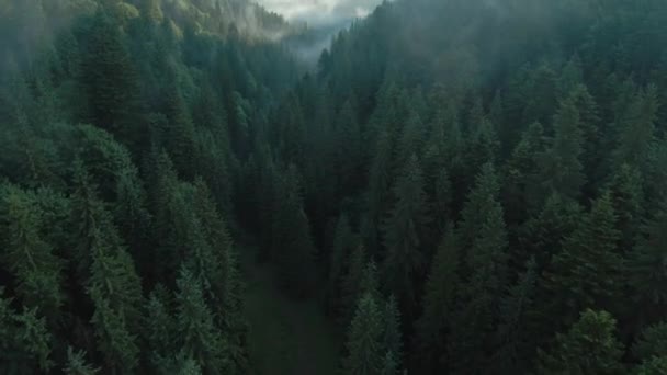 Güzel dağ manzarasının havadan görünüşü. Güneşin doğuşuyla birlikte kozalaklı ormanlarla kaplı dağların üzerinden sis yükseliyor. — Stok video