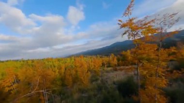 Dağların yamaçlarındaki parlak bir sonbahar ormanının havadan görünüşü. Sonbaharda Karpat Dağları 'nın renkli manzarası. Ağaçların dallarına yakın uçuyor