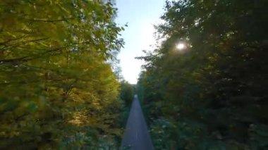 Yol boyunca ağaçların dallarına doğru yumuşak bir uçuş. Resimli sonbahar hava manzarası günbatımı.